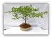 Brazilian Raintree Bonsai Plant