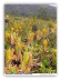 Brocchinia hechtioides {Gran Sabana, Venezuela}