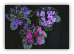 Miniature Violet 100 CT Flower Seed Packs