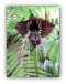 Black Bat Flower Seeds
