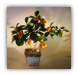 Citrus Tree - ("Calamondin" Orange)