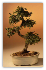 Chinese Elm Bonsai Tree - Curved Trunk