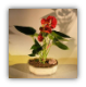 Flowering Red Anthurium