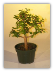 Pre Bonsai Baby Jade Bonsai Tree - Medium