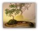 Chinese Elm Bonsai Tree On Rock Slab