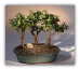 Baby Jade Bonsai Tree Mini Forest Group