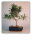 Podocarpus Bonsai Tree