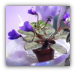 Violet Plants