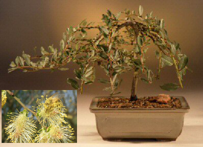 This outdoor weeping pussy willow bonsai plant was originally introduced fr...